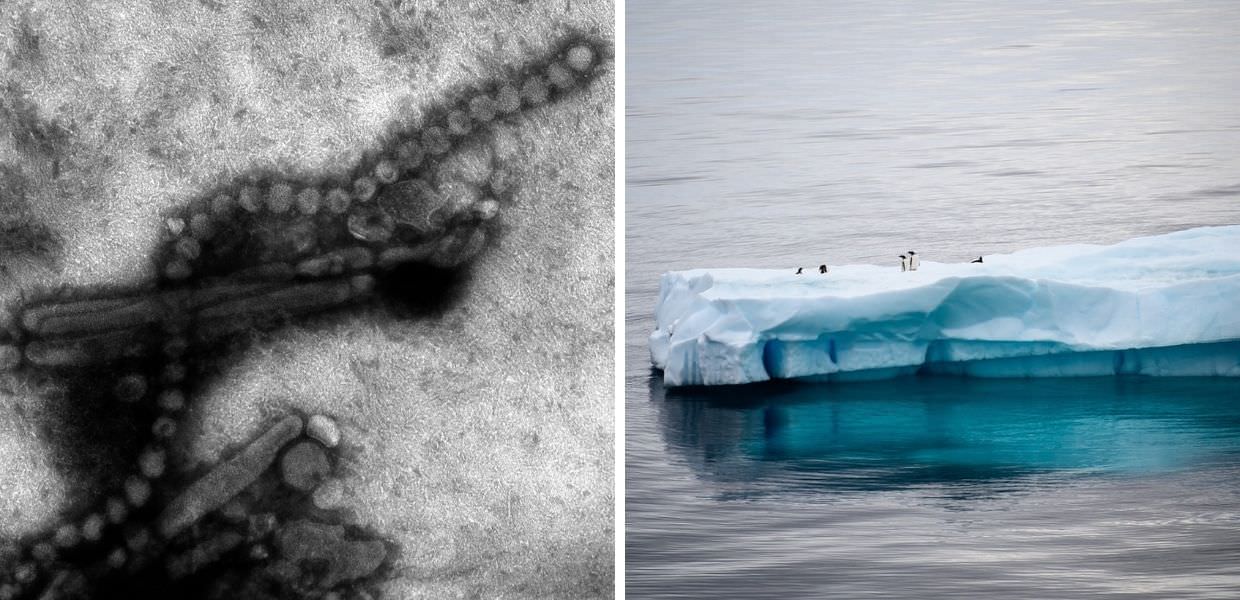 Scienziati in allarme: "L'influenza aviaria è arrivata in Antartide"