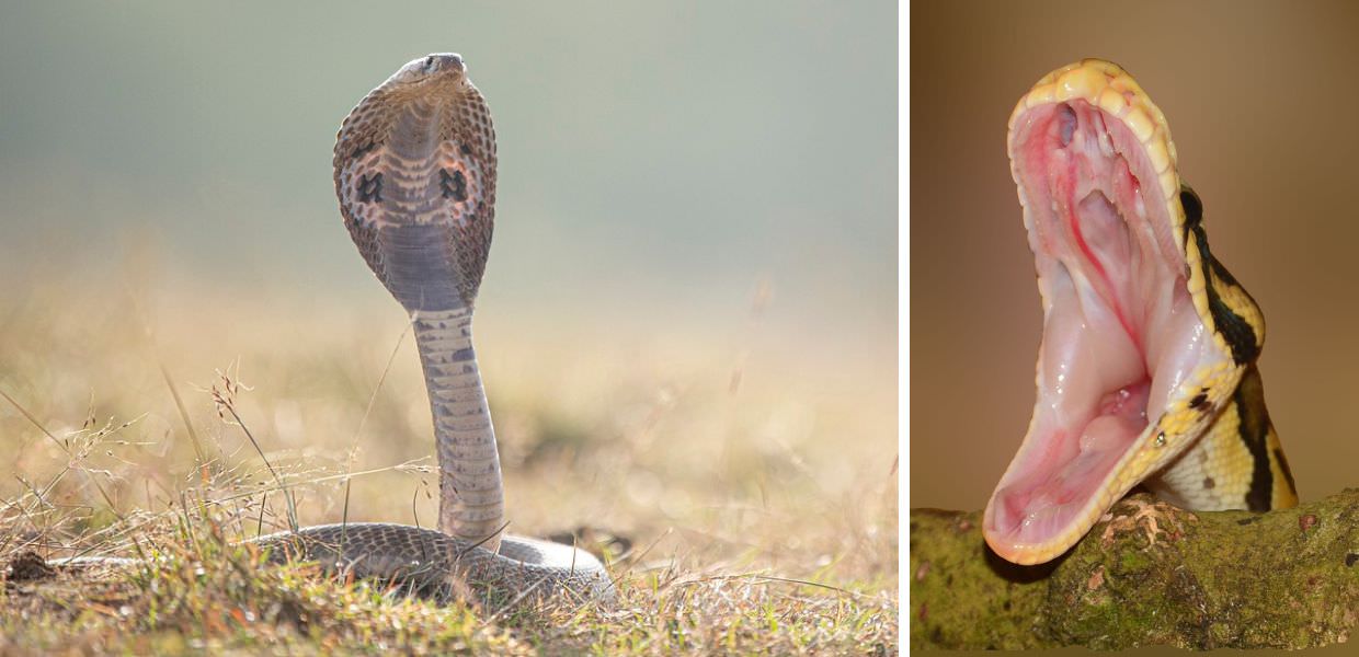 Arriva l'antidoto universale contro il veleno dei serpenti