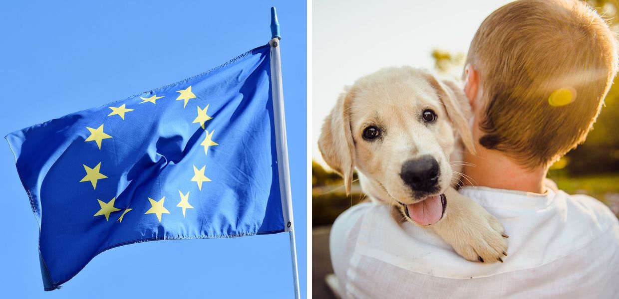 Elezioni europee 2024, arriva la Campagna "Vote For Animals"