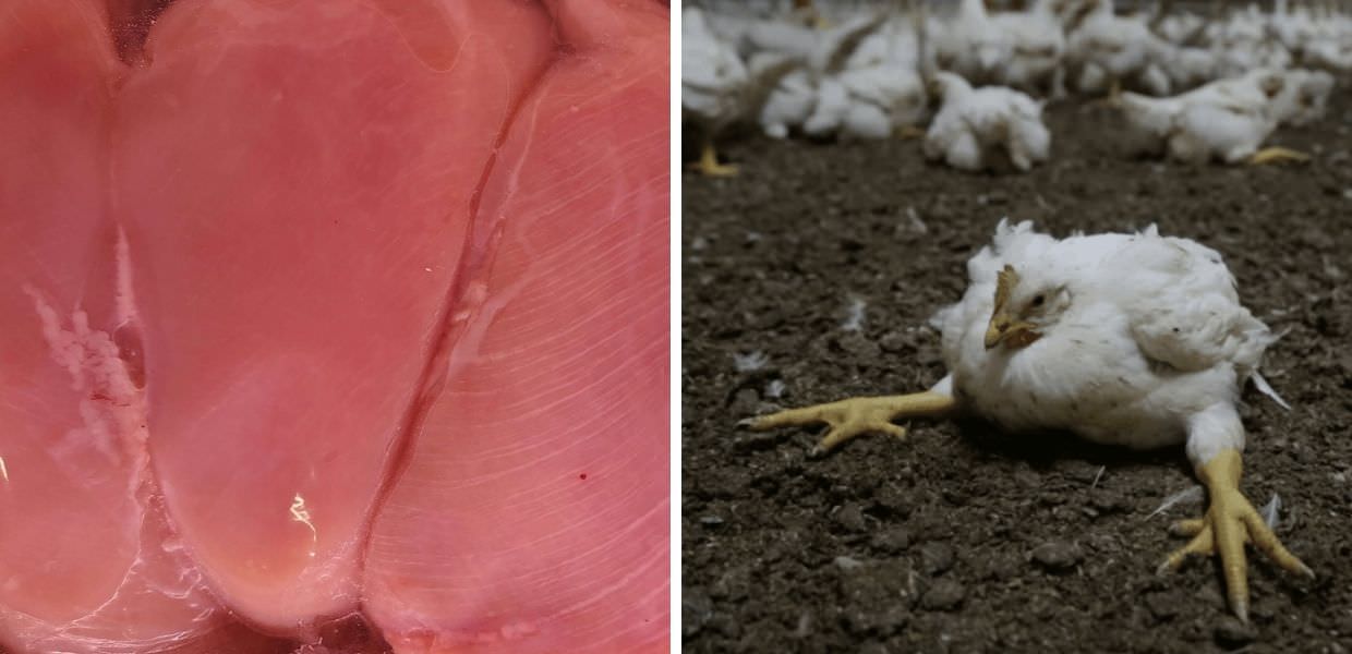 Lidl, Essere Animali: "Il 90% dei polli in vendita affetto da white striping"