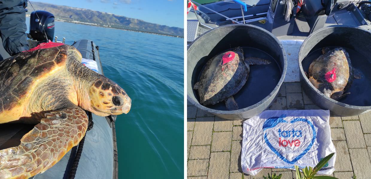 Arriva San Valentino, Legambiente: "Adottate una tartaruga marina"