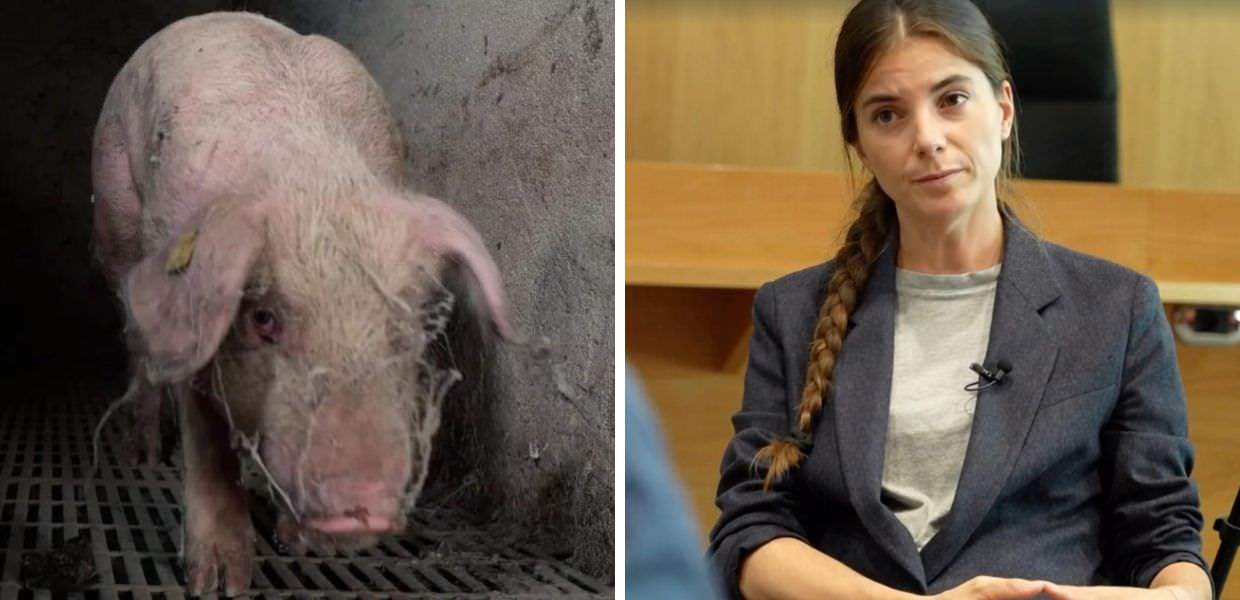 Food for Profit, arriva il docufilm di Giulia Innocenzi sugli allevamenti intensivi