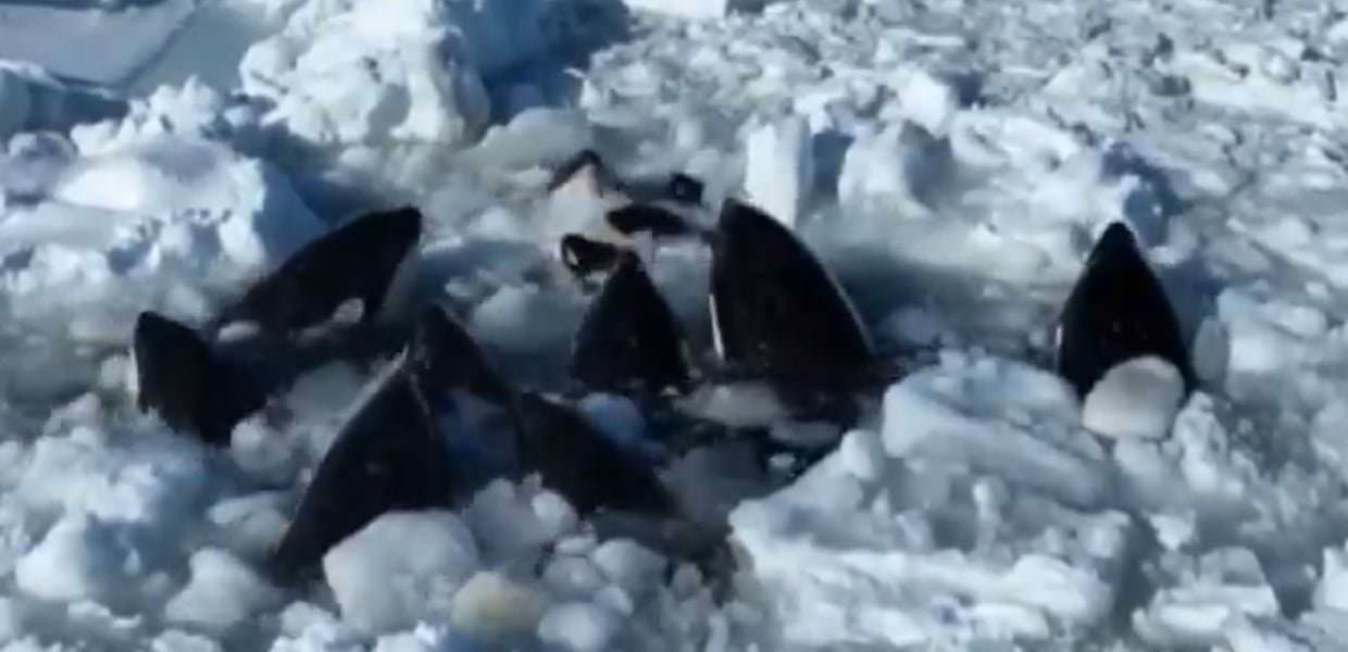 Giappone, salve le orche intrappolate nel ghiaccio: il video
