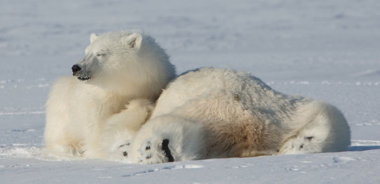 Giornata internazionale dell'orso polare, il re dell'Artico sempre più a rischio