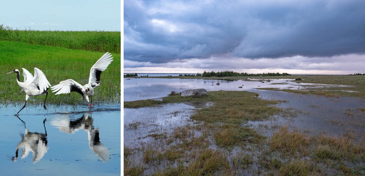 Giornata mondiale delle zone umide, ecco perché tutelarle