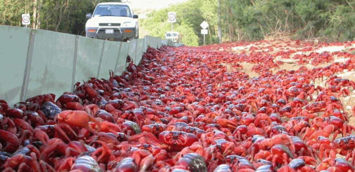 Isola di Natale, al via (in ritardo) la migrazione dei granchi rossi