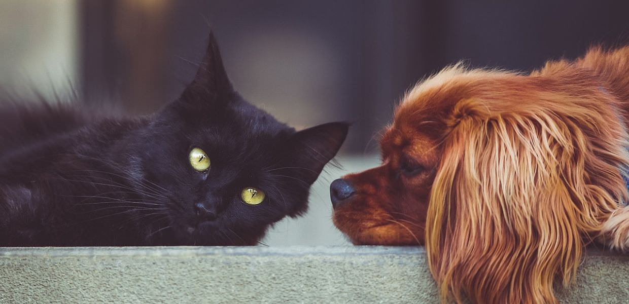 Ecco quanti sono gli animali microchippati in Italia