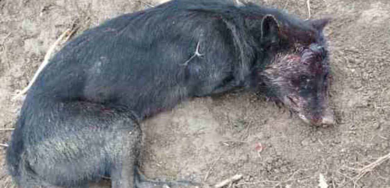 Lombardia, salvata lupa colpita a bastonate