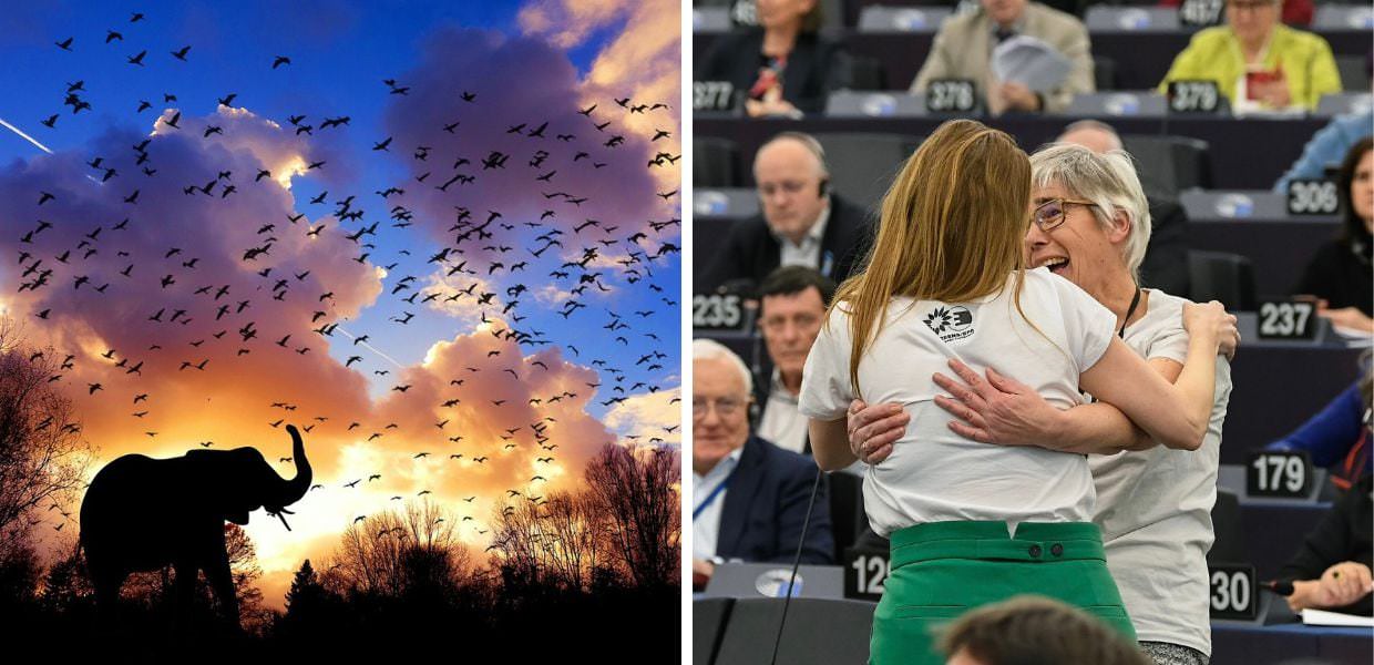 Ok definitivo del Parlamento Europeo alla Nature Restoration Law