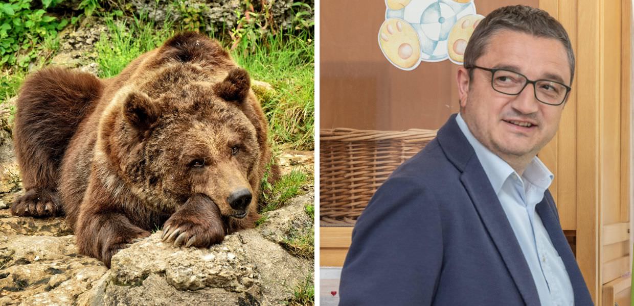 Trentino, l'orso M90 è stato abbattuto