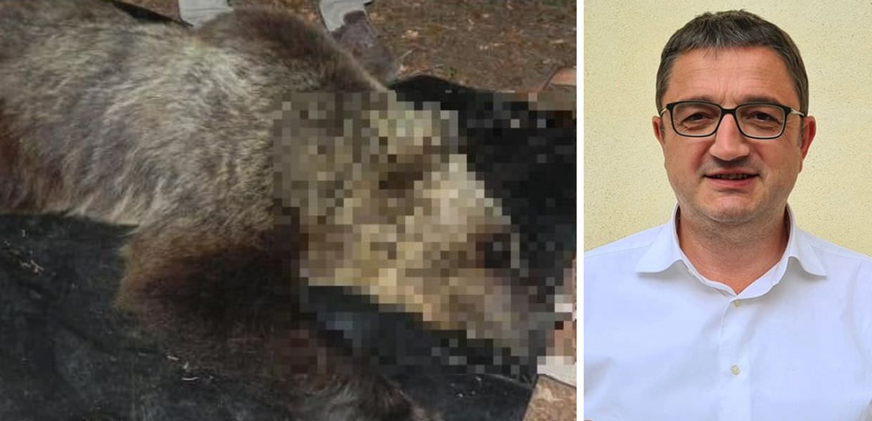 Orso M90, arriva la nota della Provincia: "Ecco perché è stato ucciso"