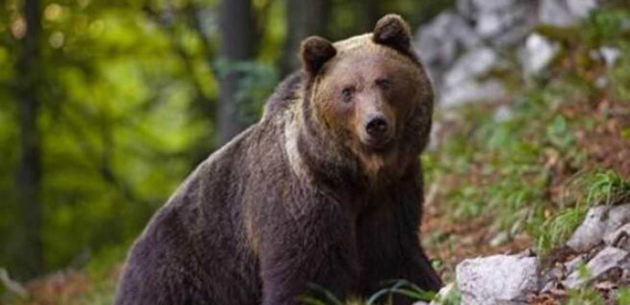 orso m90 ispra protesta animalisti trento
