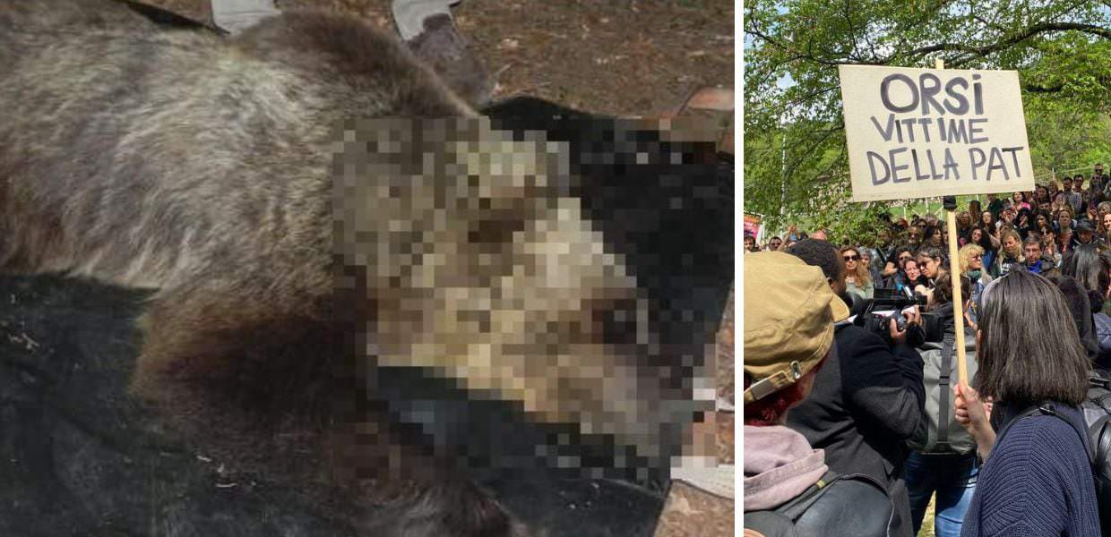 Così è morto l'orso M90. Animalisti pronti alla manifestazione nazionale