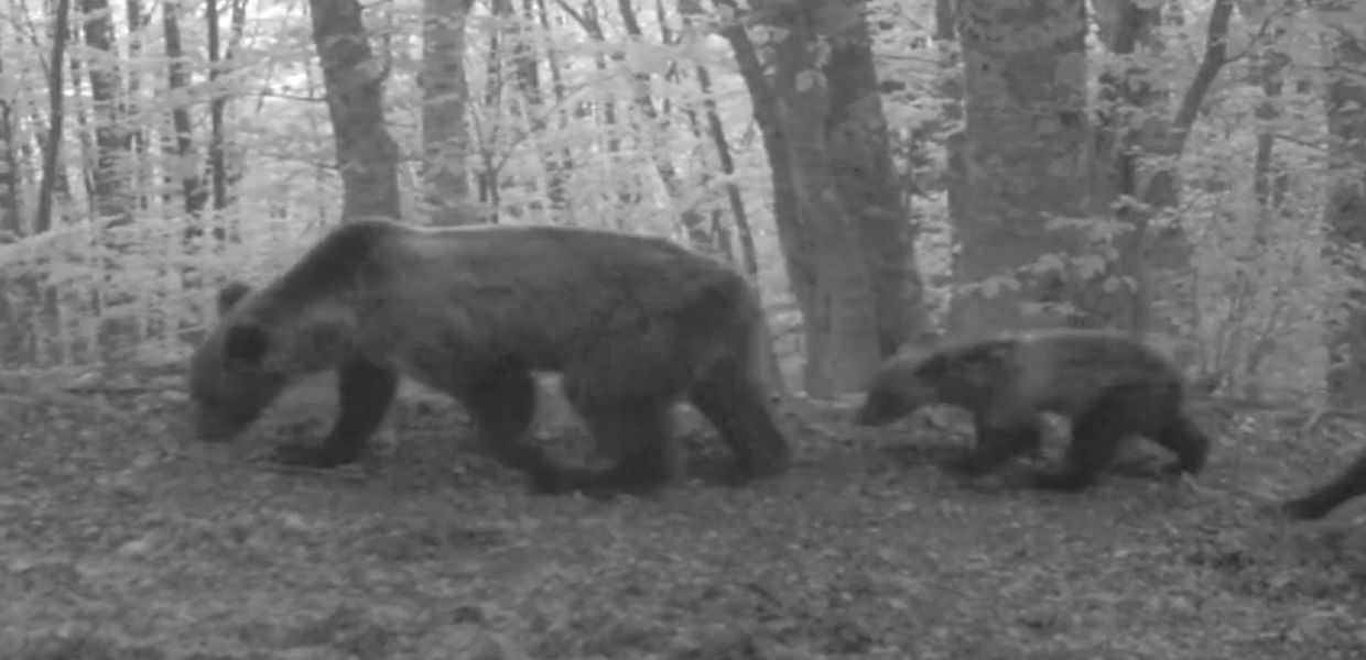 Parco d'Abruzzo, nel 2023 nati 18 orsi bruni marsicani: il video