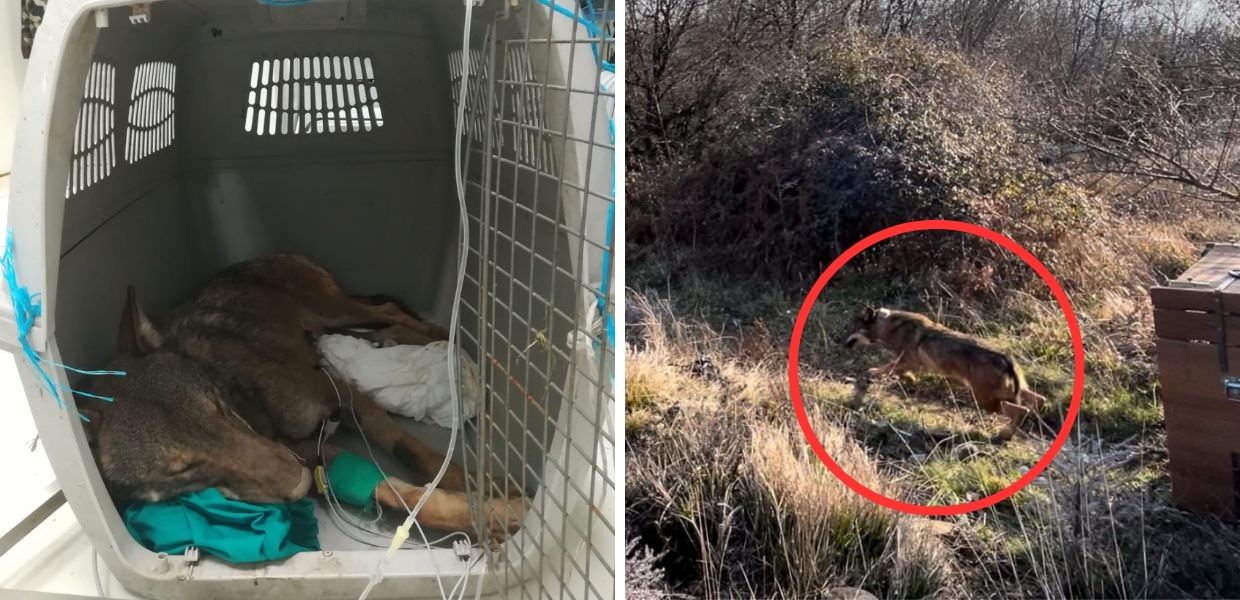 Parco del Cilento, salvato lupo finito in una trappola. Il video