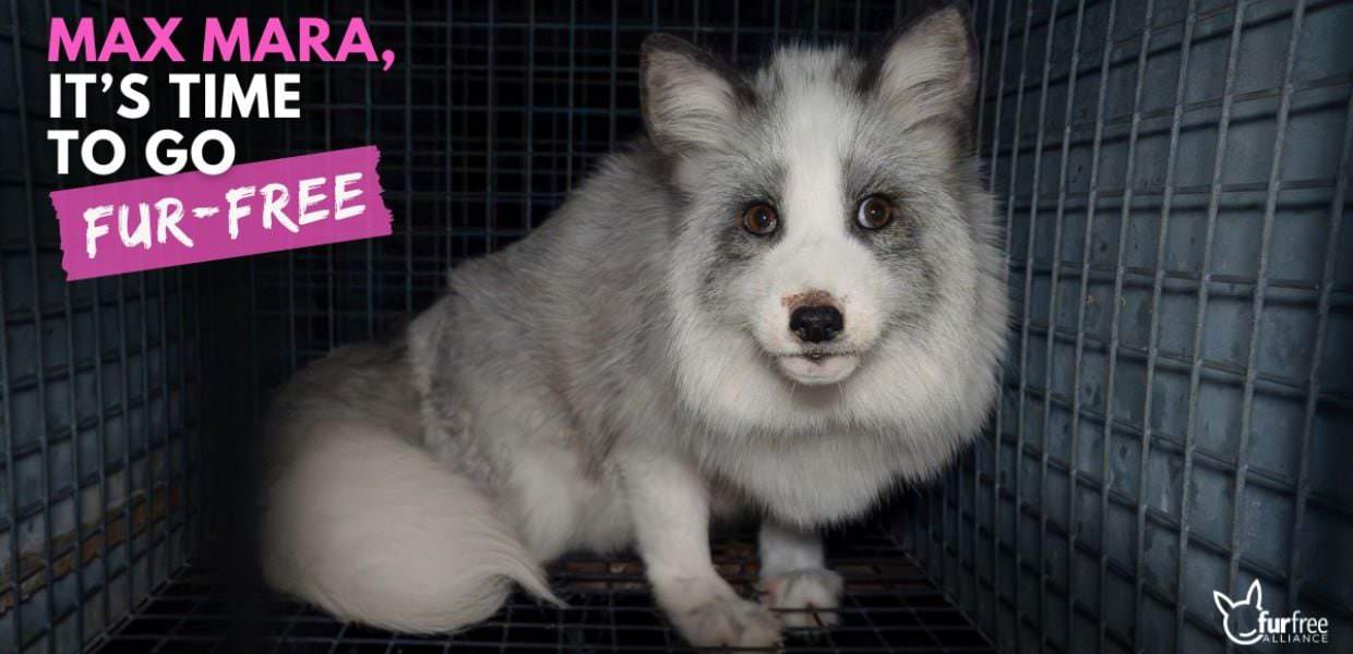 pellicce max mara campagna human society