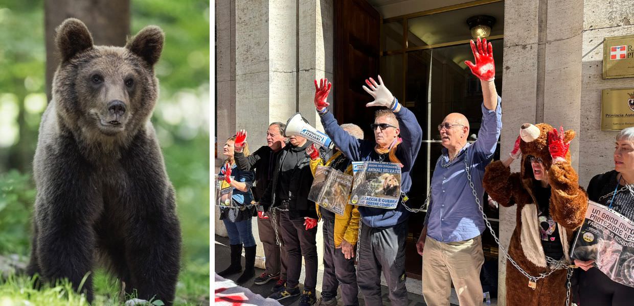 Roma, blitz degli animalisti contro le uccisioni degli orsi