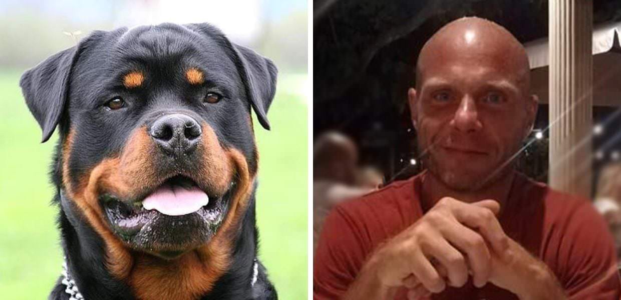 Roma, uomo sbranato da tre cani. OIPA: "Regolamentare la detenzione di alcune razze"