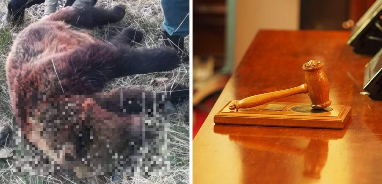 Spara e uccide un orso: cacciatore condannato a due anni di carcere