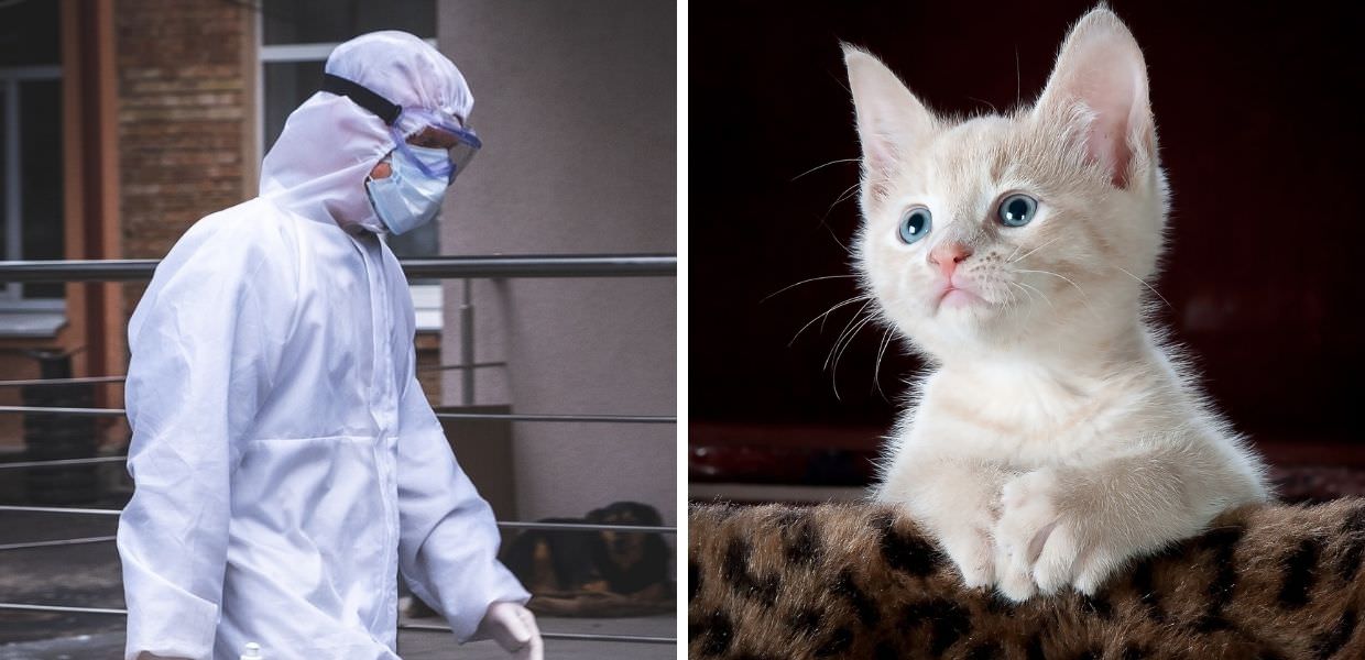 Peste bubbonica negli USA, uomo contagiato dal suo gatto