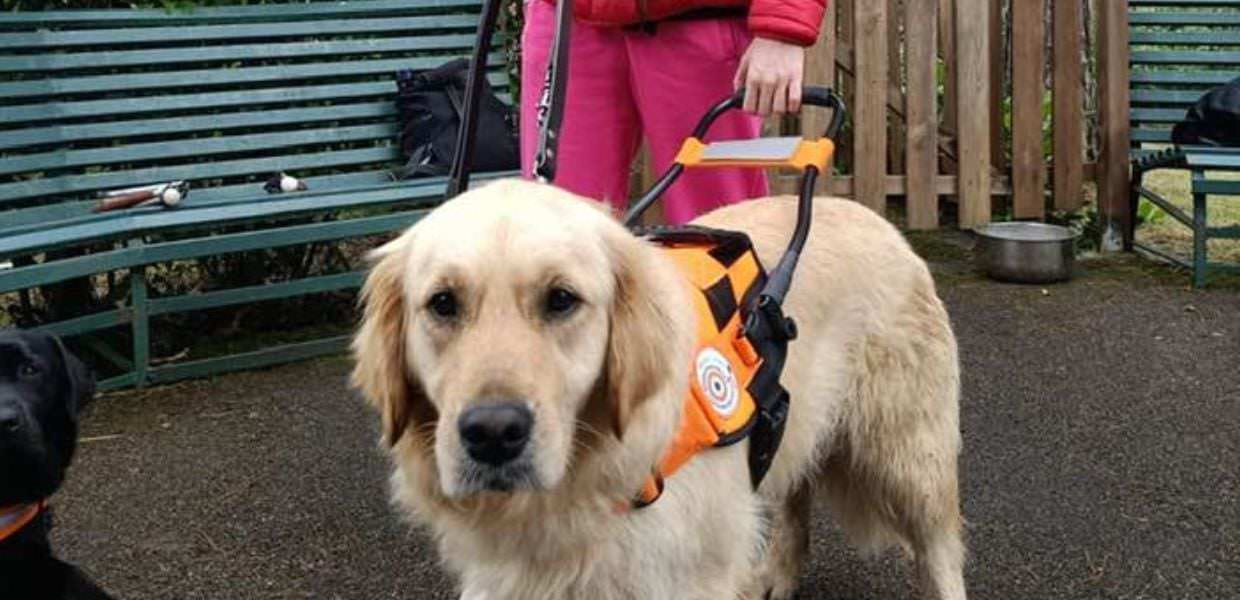 trentino albergo rifiuta donna non vedente con cane guida