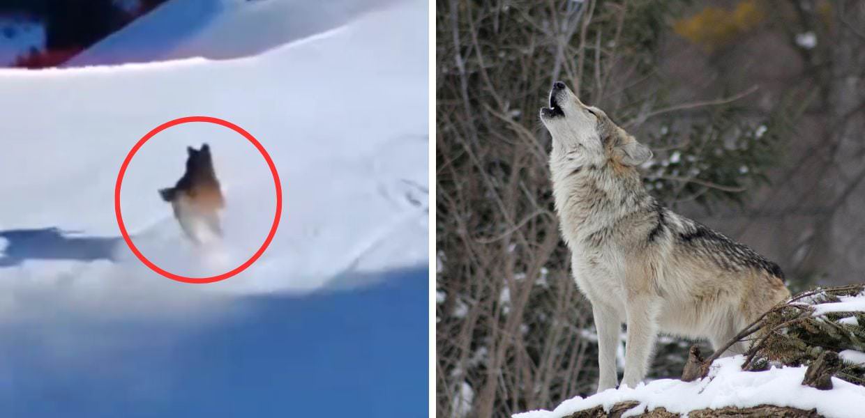 Trentino, lupo inseguito da uomo sulla pista da sci. Il video