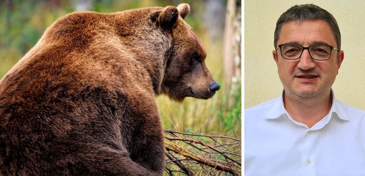 Orso M90, arriva il parere dell'ISPRA: "Ok all'abbattimento dell'animale"