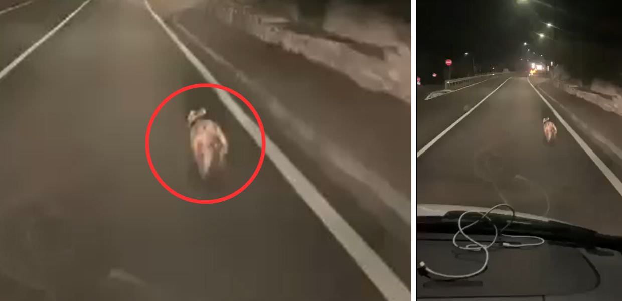 Trentino, lupo inseguito da auto suonando il clacson: il video