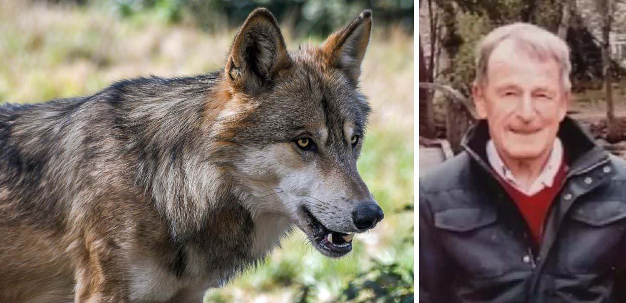 Uomo sbranato in Trentino: è stato il lupo?