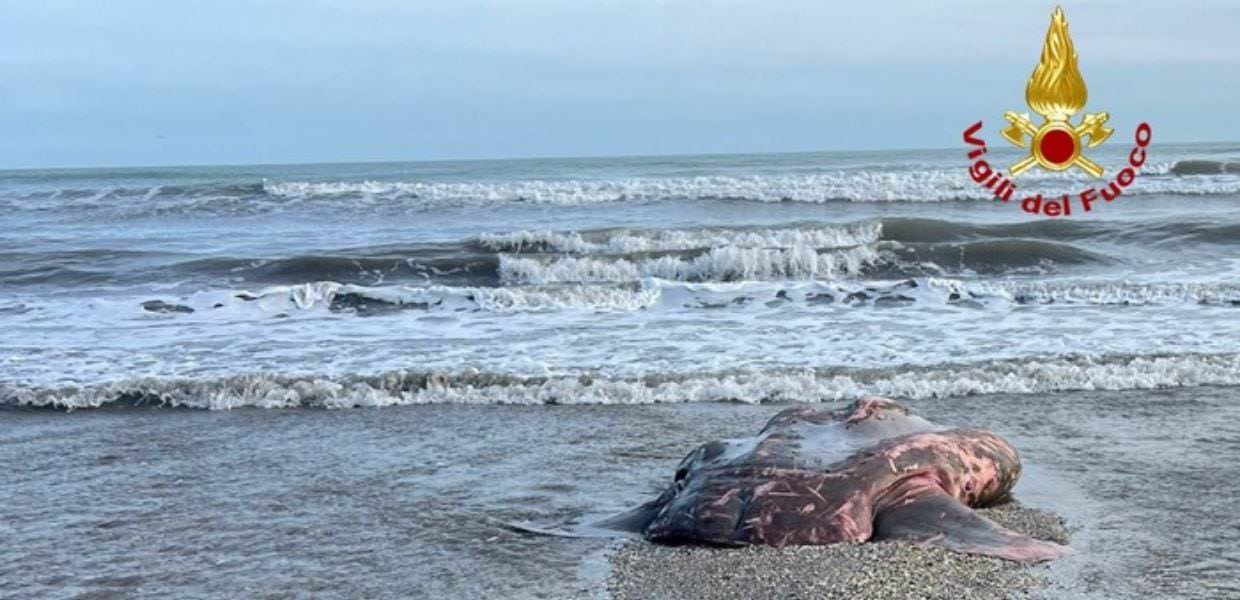 Animali, pesce luna di dieci quintali spiaggiato sul Lido di Venezia