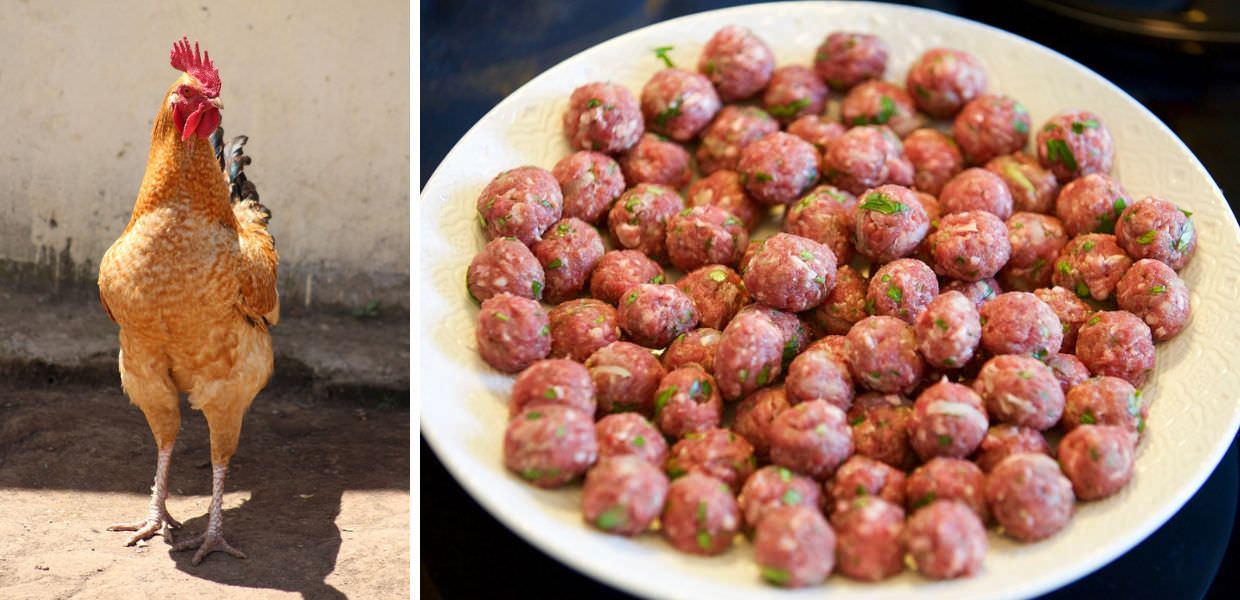 Meat Free Week, con il WWF una settimana senza piatti a base di carne