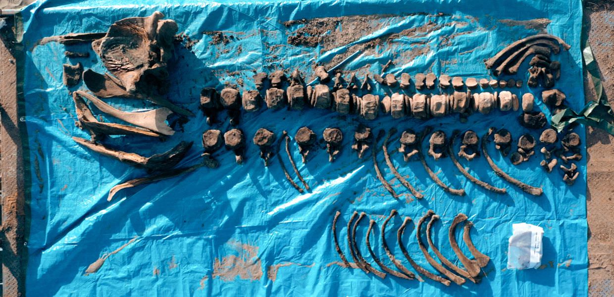 WWF, al via l'Operazione Capodoglio per tutelare i giganti del pianeta Blu