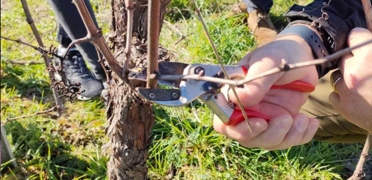 Arrone (Tr), progetto Germogli, percorsi inclusivi e strategie di sostenibilità in agricoltura