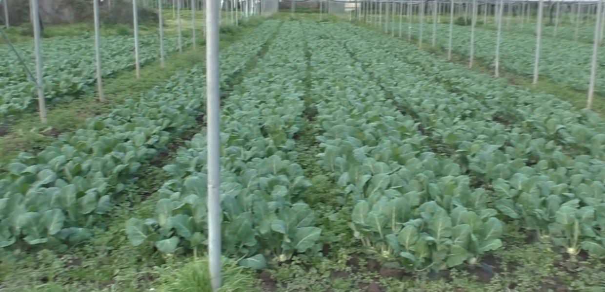 Capua (Ce), ‘Amico Bio’, l’agricoltura biodinamica come filosofia di vita