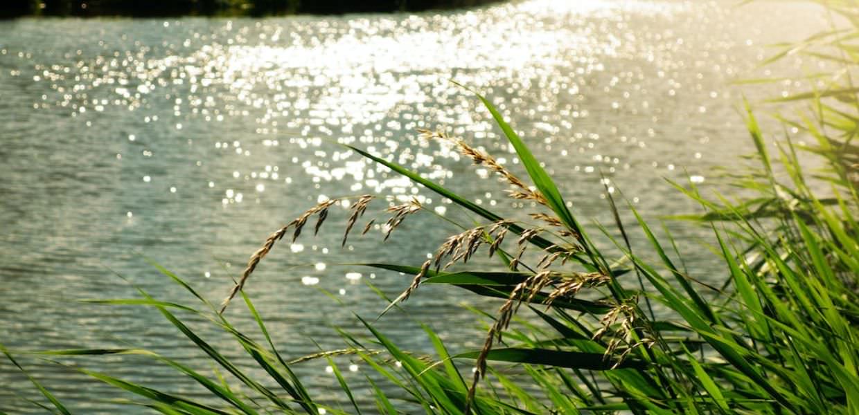 Giornata mondiale dell'acqua, Legambiente Veneto Preoccupa la diffusione del glifosato nei fiumi