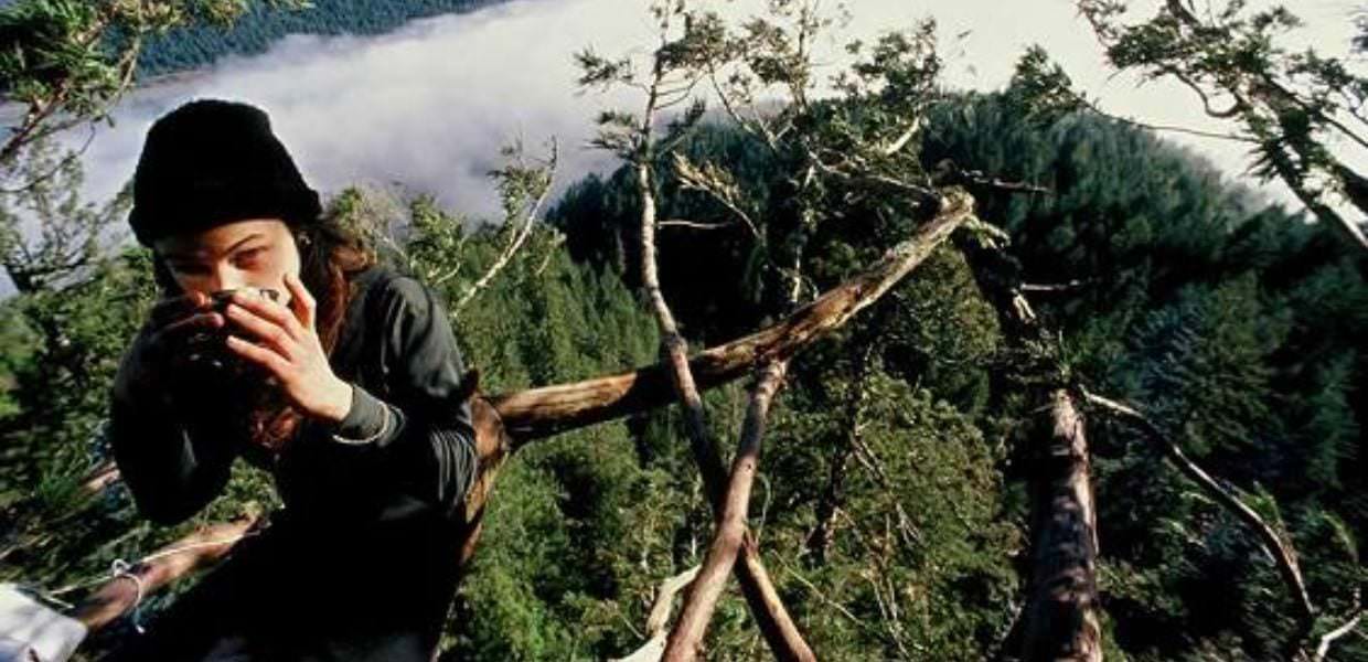 Julia Butterfly Hill ha vissuto oltre due anni su un albero per salvarlo dall'abbattimento