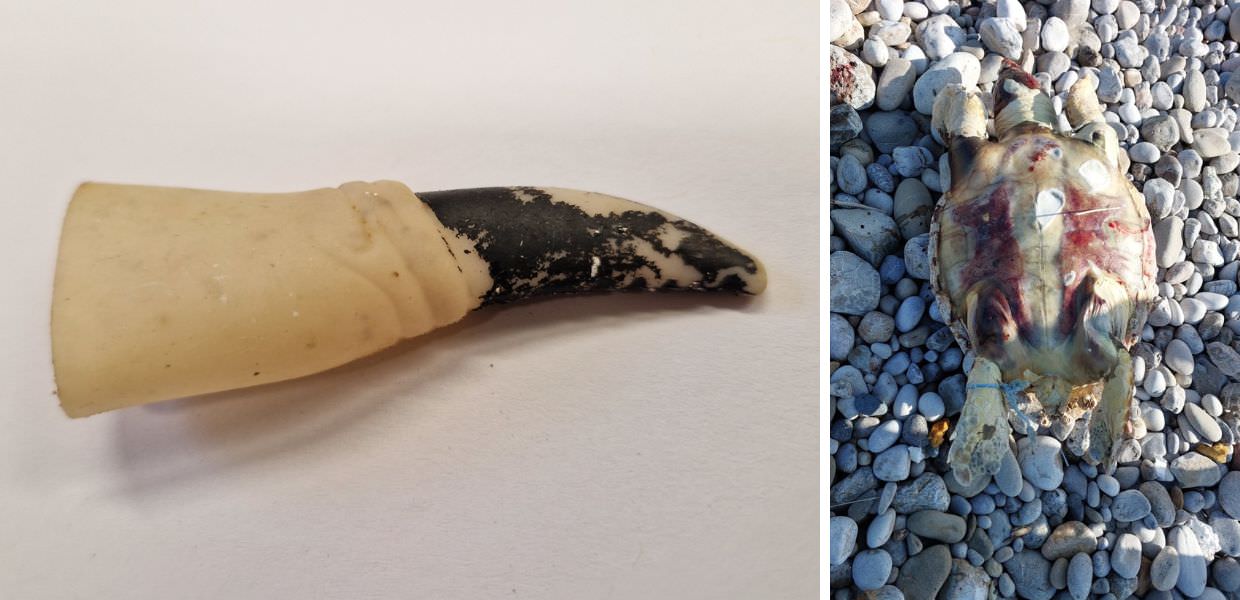 Plastica, il viaggio del dito da strega da Halloween alla pancia di una tartaruga