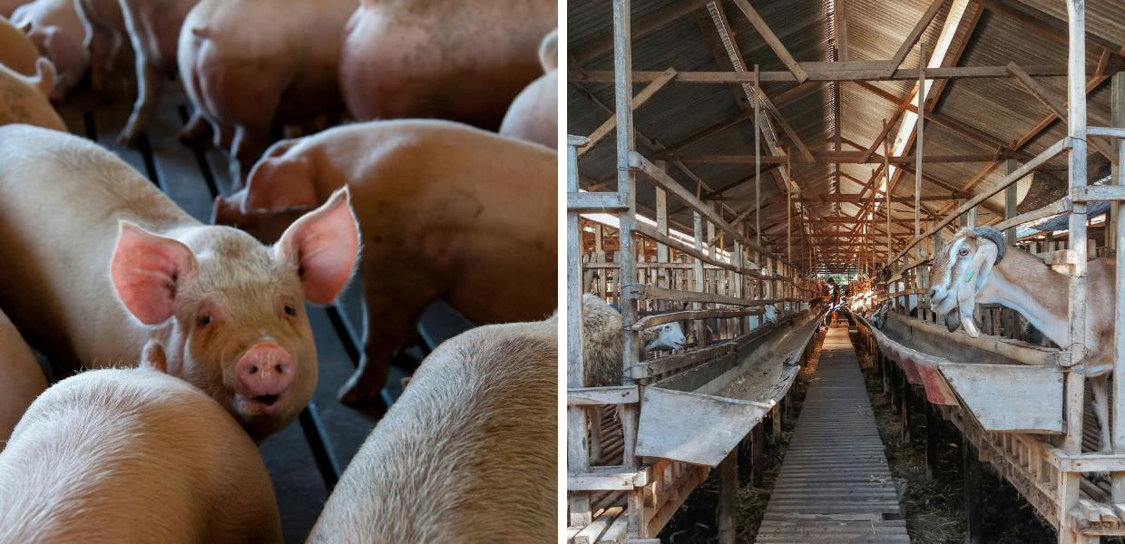 allevamenti intensivi Italia