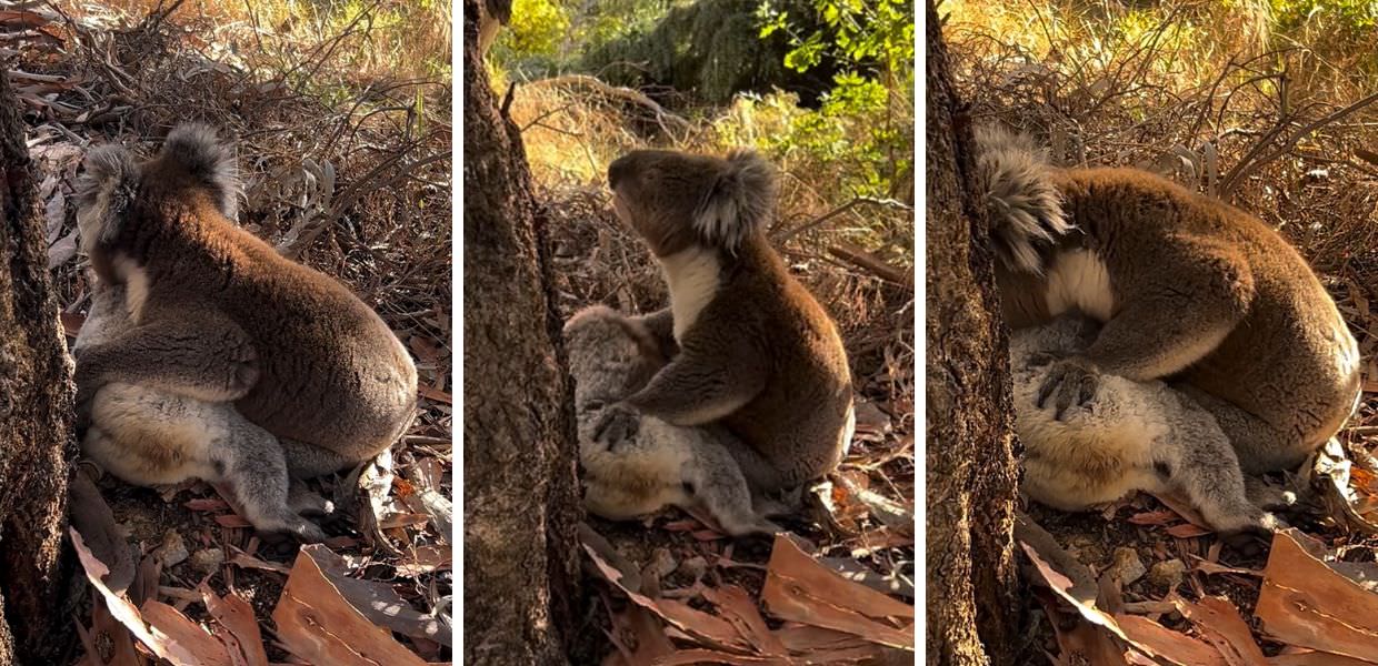 Australia, koala abbraccia la compagna defunta: il video
