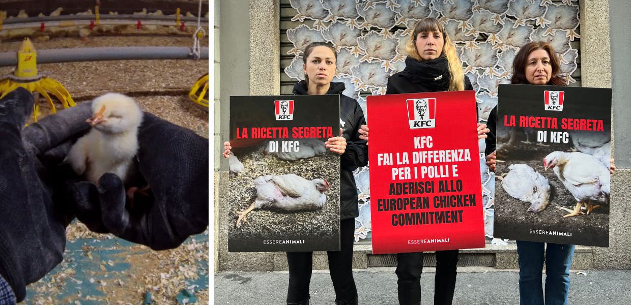 Milano, blitz di Essere Animali davanti a ristorante KFC Italia: il video