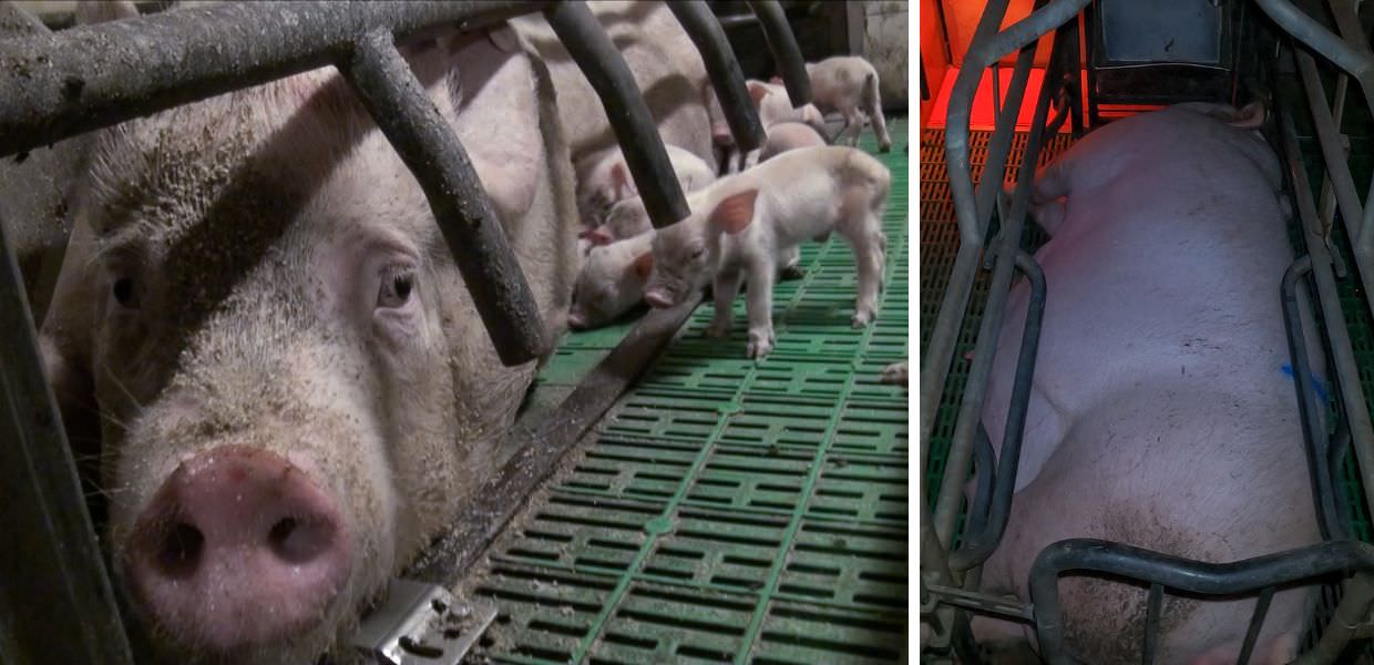 Bompieri Allevamenti, stop ai maiali in gabbia