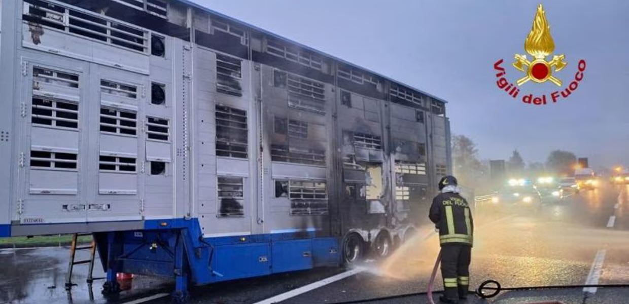 Camion a fuoco sulla A5: 43 vitelli morti