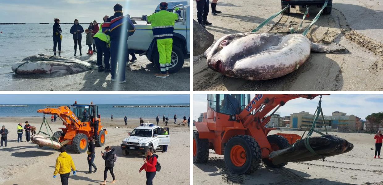 cesenatico pesce luna tonnellata