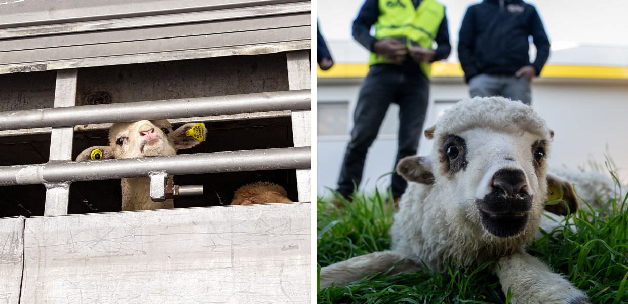 Pasqua 2024, ecco come viaggiano gli agnelli diretti ai macelli