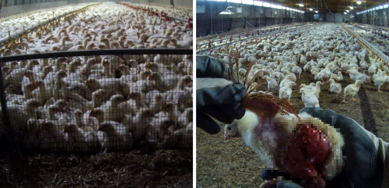 Essere Animali, ecco l'orrore negli allevamenti intensivi fornitori di KFC Italia