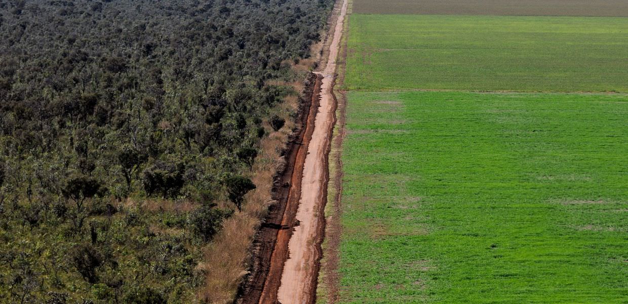 Giornata internazionale delle foreste, in 30 anni persi 178 milioni di ettari