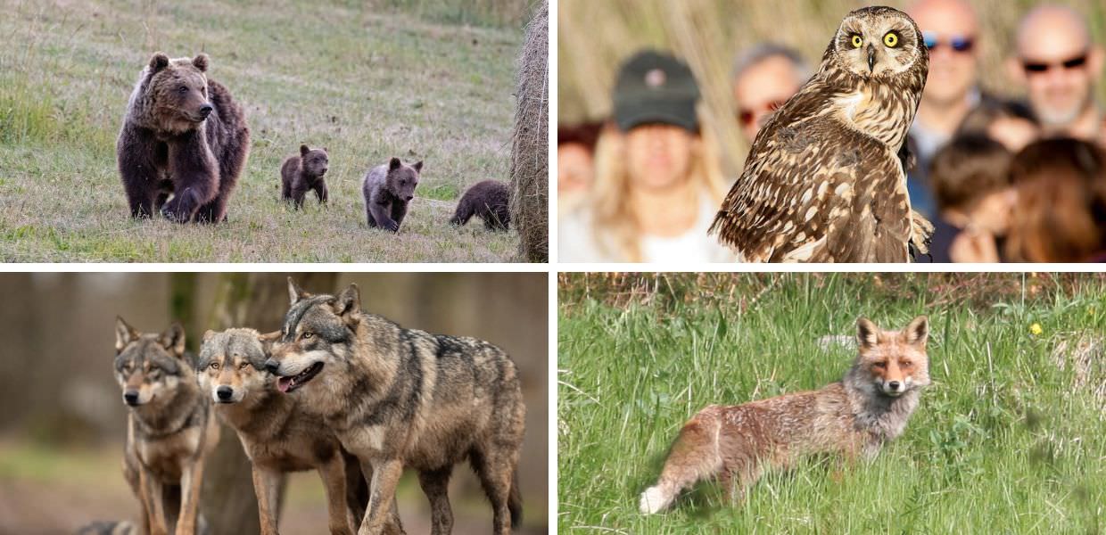 giornata mondiale fauna selvatica enpa