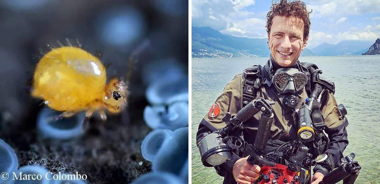 fotografo degli animali