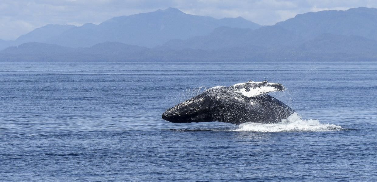 Migliaia di megattere uccise dal riscaldamento globale