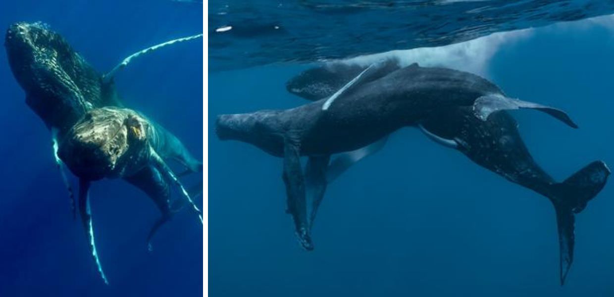 Animali, per la prima volta fotografato il sesso omosessuale tra due megattere